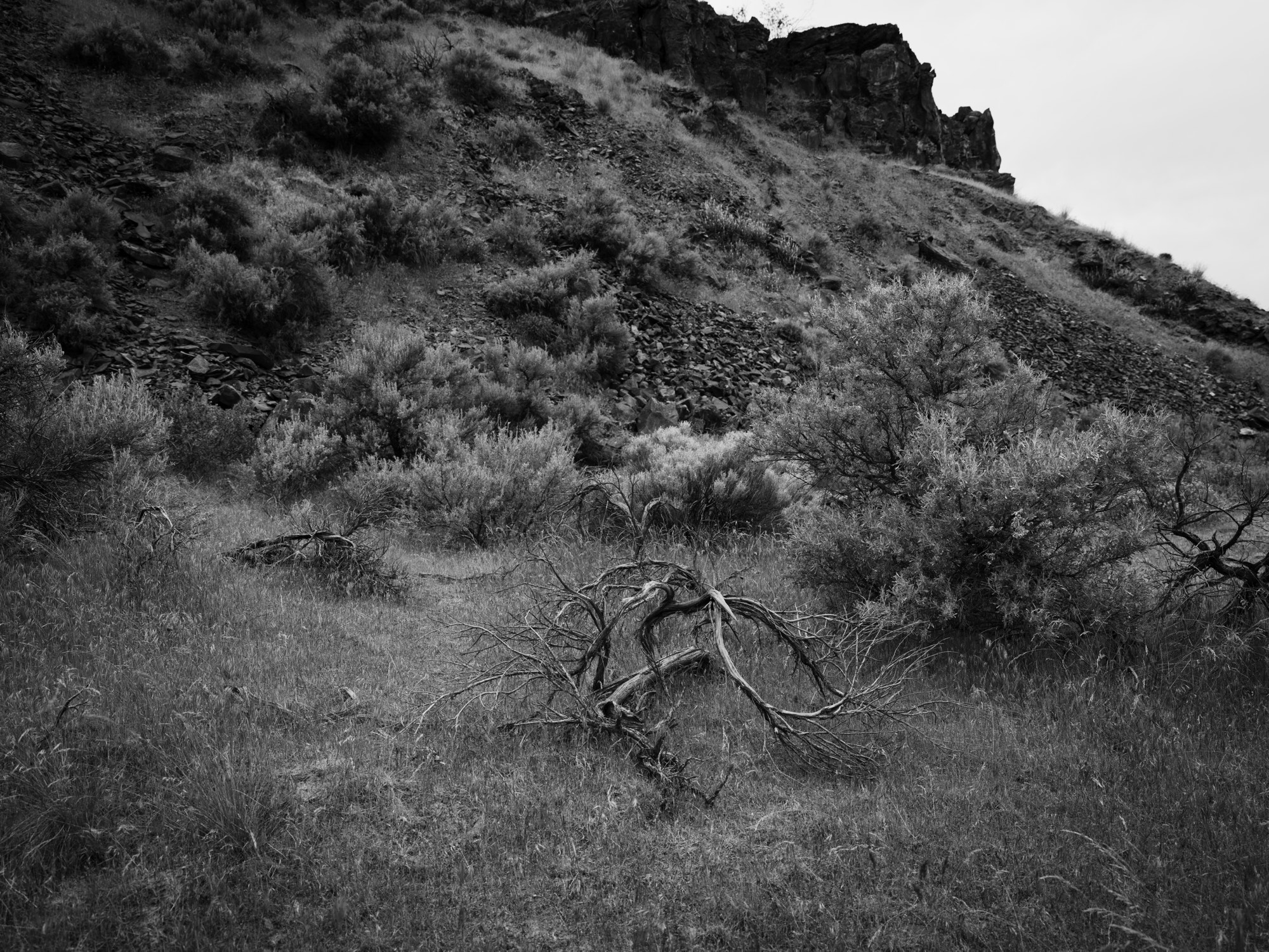 Scabland