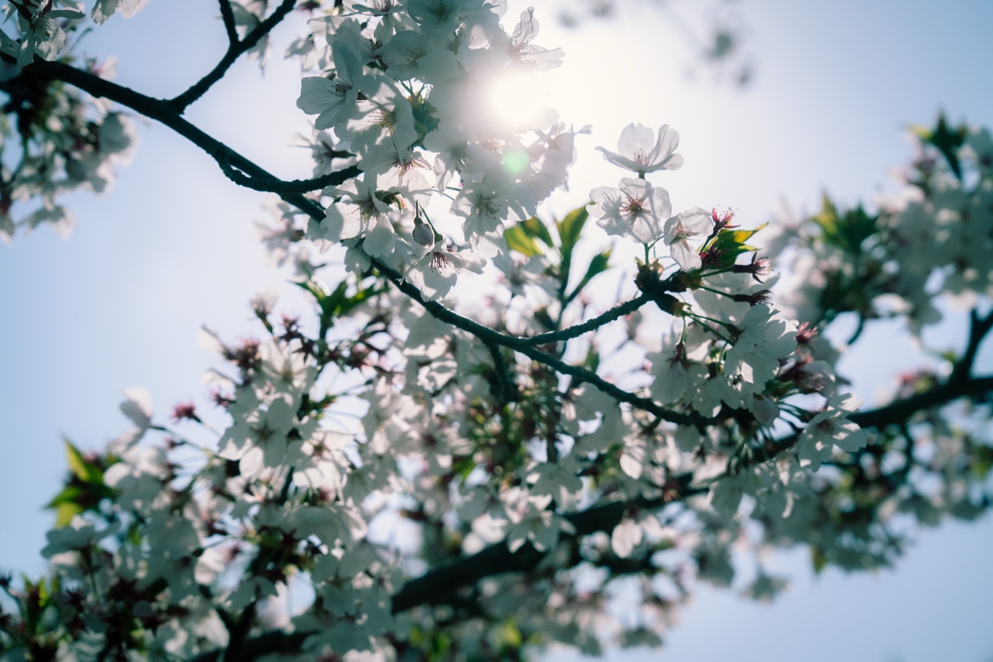 Blossom Light