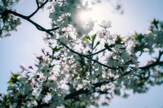 Blossom Light
