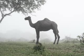 A Camel